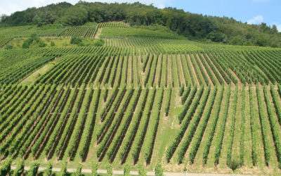 Por una agricultura más moderna y comprometida con el medio ambiente