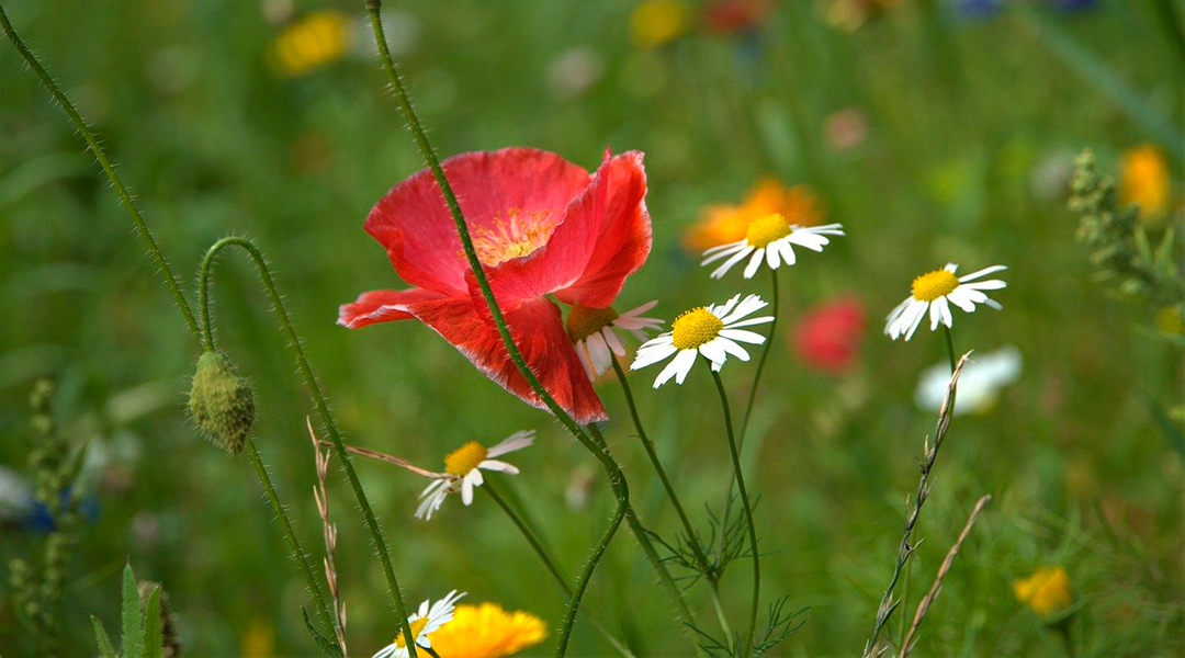 Amapolas diversidad