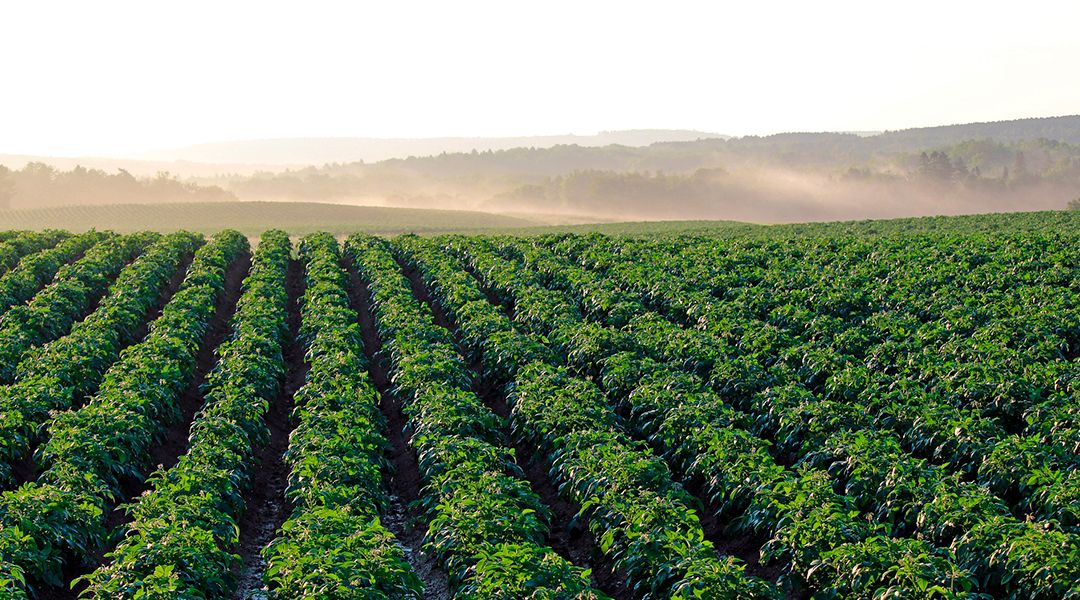 Campo de patatas