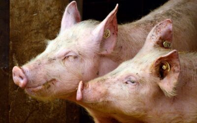 La ganadería porcina en España