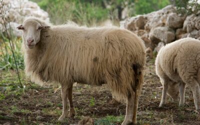 Ganadería ovina en España