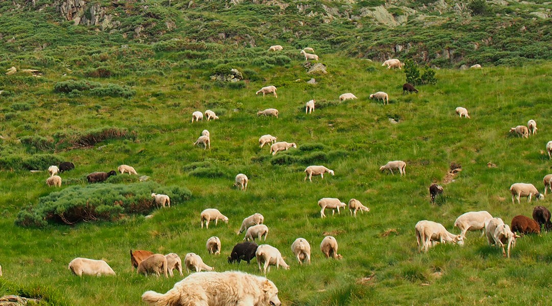 Ovejas pastando en monte