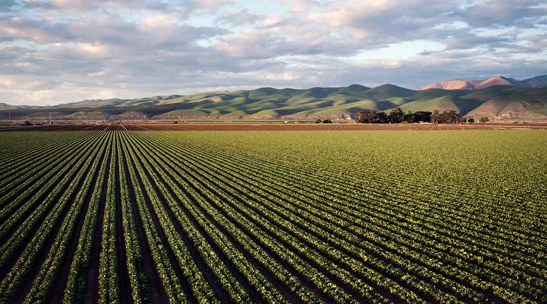 Paisaje agrario Timac AGRO