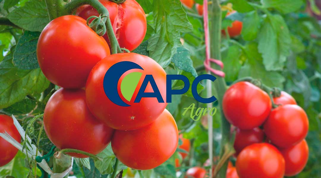 fruto tomate logo APC Agro