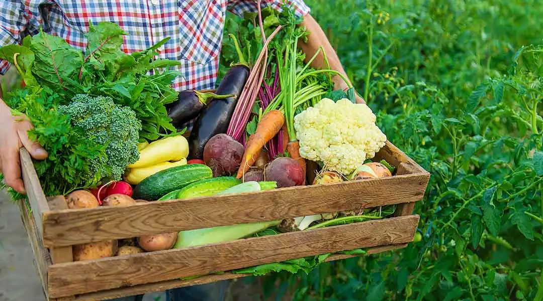 Productos hortícolas